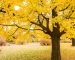 How-to-Water-Ginkgo-Trees-FB